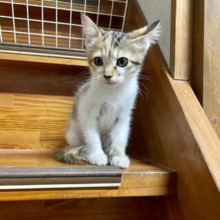 愛護センターレスキュー☆ハイジちゃん♀2、5ヶ月♬