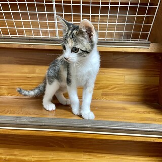 愛護センターレスキュー☆クレアちゃん♀2、5ヶ月♬