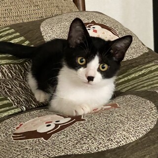 ありがとうございました★可愛いリトルミィちゃん