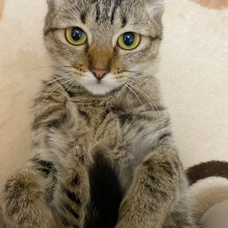 ◉美人なビジーちゃん