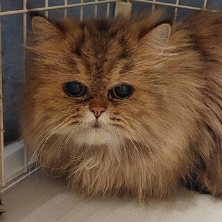 【ロクシタン】おかげさまで里親様が決まりました。