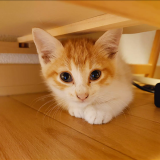 生後2ヶ月　ふわふわラテくん　