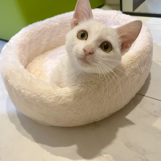 生後5ヶ月　しーくん