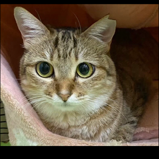 3歳くらい　ミラちゃん