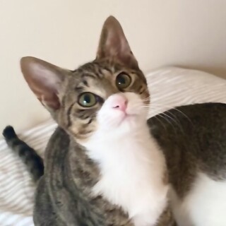 一度見たら忘れないマスク猫さんの里親さん募集