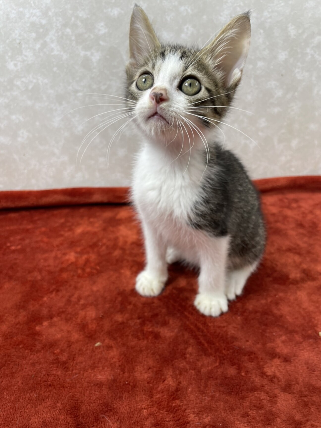 犬の様なスリスリべたべた 東京都 猫の里親募集 ペットのおうち 月間利用者150万人