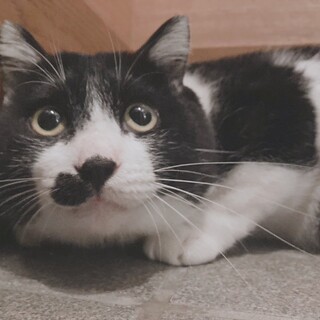 捨て猫？大きくて懐こい白黒猫！