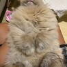 Luna420