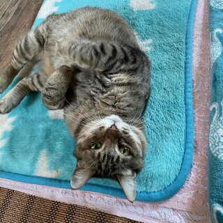 高齢猫です（13歳）この子に温かい環境を