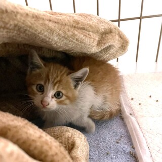 ちびっこズ（2ヶ月弱）