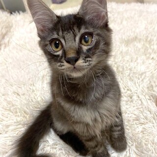 長毛甘えん坊男の子