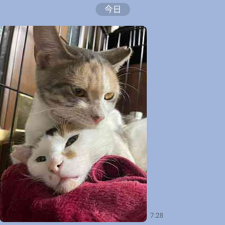 里親募集　仔猫姉妹