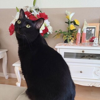 犬二匹猫二匹と共生。お客様にもゴロゴロ黒猫３歳♂