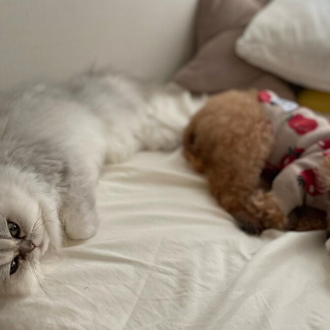 じゃすびのカバー写真