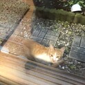 兄弟とはぐれちゃった男の子