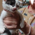 人懐こい仔猫の里親募集