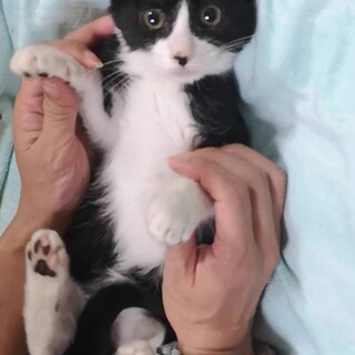 まんまる♡ぬいぐるみのようなたまこちゃん