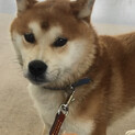 たくみくん里親さんが決まりました！