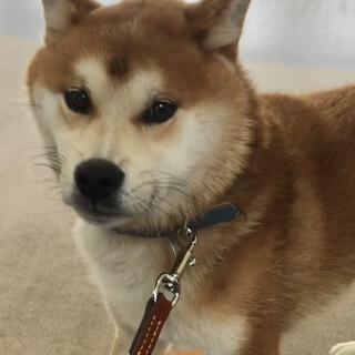 たくみくん里親さんが決まりました！