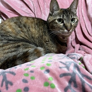 キジトラ 甘えん坊 ひなたちゃん メス