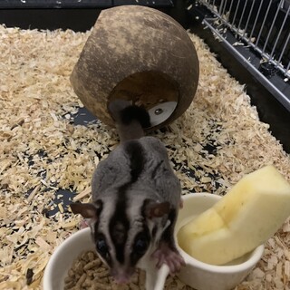 フクロモモンガ4歳の男の子です