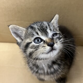 保護猫 生後1ヶ月半 男の子の子猫