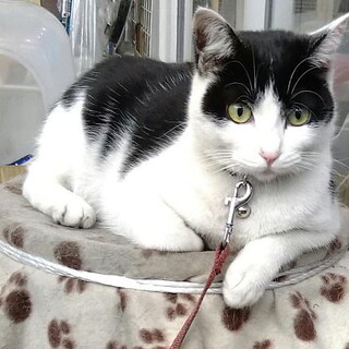 不妊手術・医療面済み温厚なメス猫