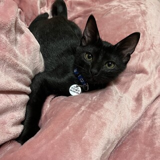 甘えん坊な黒猫　ぎんちゃん　オス　２才くらい