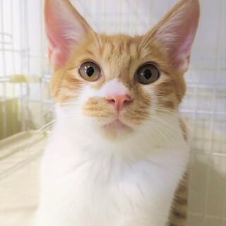 ナデナデ大好き！ゴロゴロ喉鳴らすゴロウくん