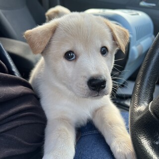 生後2か月 中～大型犬仔犬 男の子