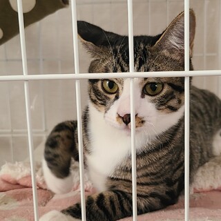 保護猫を迎えよう‼️去勢済み生後４ヶ月♂️
