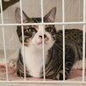 保護猫を迎えよう‼️去勢済み生後４ヶ月♂️ サムネイル3