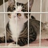 保護猫を迎えよう‼️去勢済み生後４ヶ月♂️ サムネイル4
