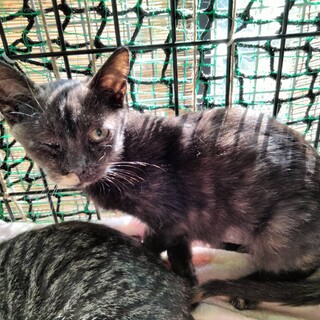 ユニークなさび柄と体形と金色お目目の美猫3か月