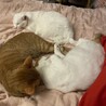 しのぶ会