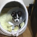 つばめ(チワワ )♀5ヶ月