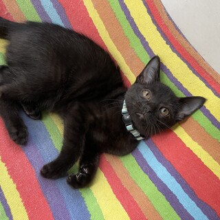 可愛い黒猫の男の子です