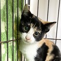 11/27(日)保護ねこ譲渡会に参加❣️