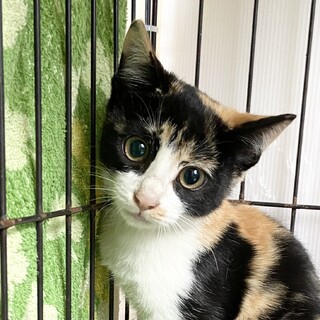 11/27(日)保護ねこ譲渡会に参加❣️