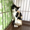 11/27(日)保護ねこ譲渡会に参加❣️ サムネイル2