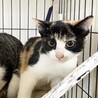 11/27(日)保護ねこ譲渡会に参加❣️ サムネイル3