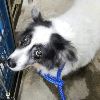 推定８歳　保健所に飼い主お迎えなし。