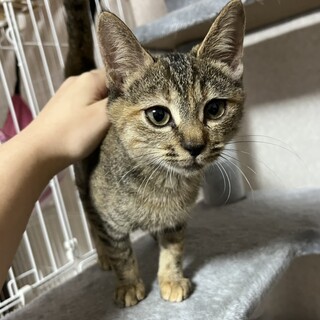 人間大好き！お手てでちょいちょい甘える子猫