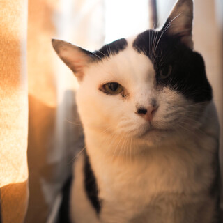 こころ：穏やかで甘えん坊の男の子。