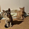可愛い茶トラ、キジトラの兄弟です