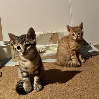 可愛い茶トラ、キジトラの兄弟です
