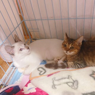 毛がフワフワシャム系男の子♡片目しか見えてません