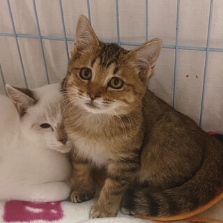 癒し系の目がパッチリのフワフワな女の子♡