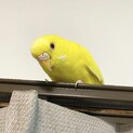 インコ 
