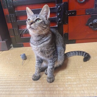 大音量ゴロゴロの可愛い女の子♡